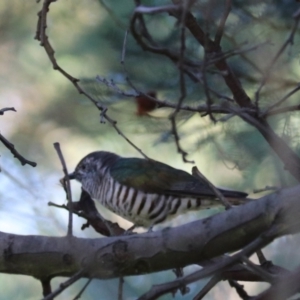 Chrysococcyx lucidus at Goulburn, NSW - 5 Mar 2024