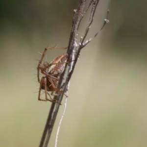 Oxyopes sp. (genus) at Lyons, ACT - 9 Mar 2024 11:37 AM