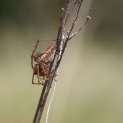 Oxyopes sp. (genus) (Lynx spider) at Lyons, ACT - 9 Mar 2024 by ran452