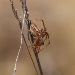 Oxyopes sp. (genus) at Lyons, ACT - 9 Mar 2024 11:37 AM