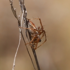 Oxyopes sp. (genus) at Lyons, ACT - 9 Mar 2024 11:37 AM