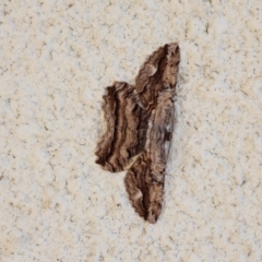 Scioglyptis lyciaria at Lyons, ACT - 9 Mar 2024 11:49 AM