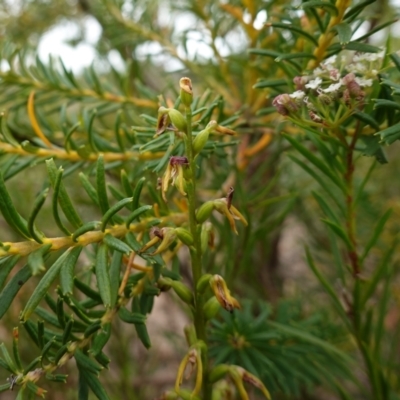 Corunastylis apostasioides at Sassafras, NSW - 8 Feb 2024 by RobG1