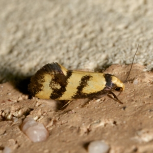 Olbonoma triptycha at Harrison, ACT - suppressed