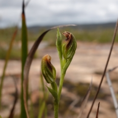 Speculantha furva (Swarthy Tiny Greenhood) at Morton National Park - 8 Feb 2024 by RobG1