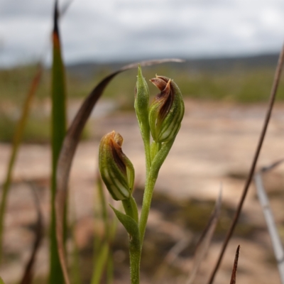 Pterostylis furva (Swarthy Tiny Greenhood) at Sassafras, NSW - 8 Feb 2024 by RobG1