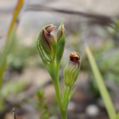 Speculantha furva at Morton National Park - 8 Feb 2024