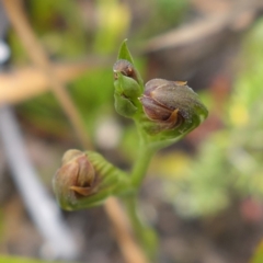 Speculantha furva at Morton National Park - 8 Feb 2024