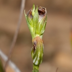 Speculantha furva at Morton National Park - 8 Feb 2024