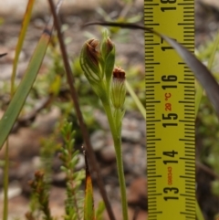 Speculantha furva at Morton National Park - 8 Feb 2024