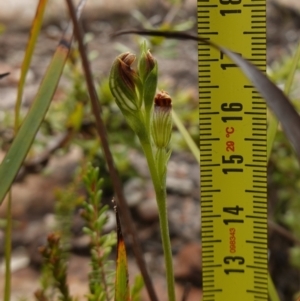 Speculantha furva at Morton National Park - 8 Feb 2024