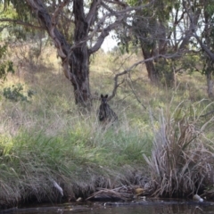 Wallabia bicolor (Swamp Wallaby) at Lake Ginninderra - 9 Mar 2024 by VanceLawrence