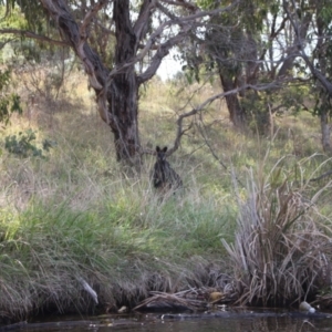 Wallabia bicolor at Lake Ginninderra - 9 Mar 2024