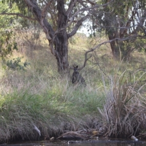 Wallabia bicolor at Lake Ginninderra - 9 Mar 2024 08:36 AM