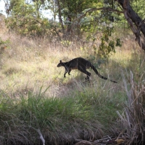 Wallabia bicolor at Lake Ginninderra - 9 Mar 2024