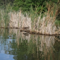 Anas superciliosa (Pacific Black Duck) at Lawson North Grasslands - 8 Mar 2024 by VanceLawrence