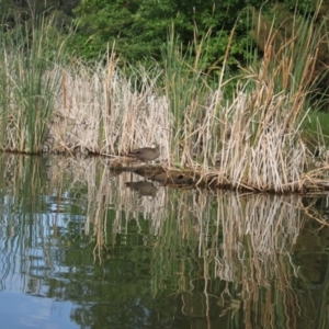 Anas superciliosa at Lake Ginninderra - 9 Mar 2024
