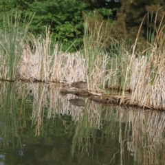 Anas superciliosa at Lake Ginninderra - 9 Mar 2024