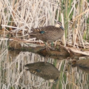 Anas superciliosa at Lake Ginninderra - 9 Mar 2024