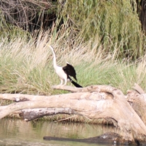 Anhinga novaehollandiae at Lake Ginninderra - 9 Mar 2024