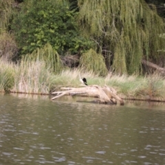 Anhinga novaehollandiae at Lake Ginninderra - 9 Mar 2024