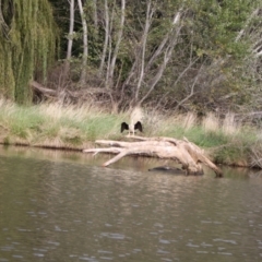 Anhinga novaehollandiae at Lake Ginninderra - 9 Mar 2024