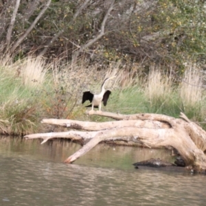 Anhinga novaehollandiae at Lake Ginninderra - 9 Mar 2024