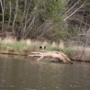 Anhinga novaehollandiae at Lake Ginninderra - 9 Mar 2024