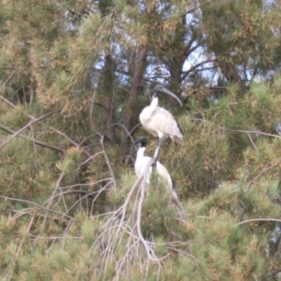 Threskiornis molucca (Australian White Ibis) at Lake Ginninderra - 9 Mar 2024 by VanceLawrence