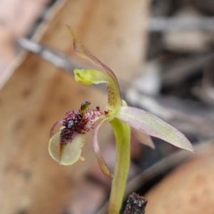 Chiloglottis seminuda at suppressed - suppressed