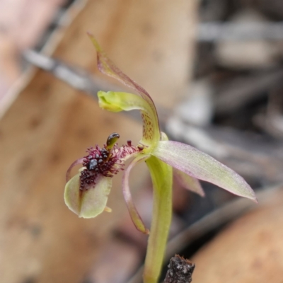 Chiloglottis reflexa at Sassafras, NSW - 8 Feb 2024 by RobG1