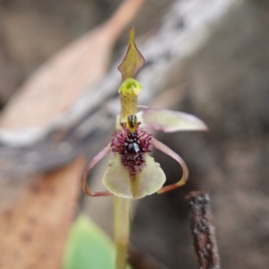 Chiloglottis seminuda at suppressed - suppressed