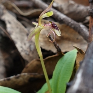 Chiloglottis seminuda at suppressed - suppressed