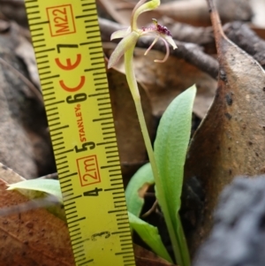 Chiloglottis seminuda at suppressed - suppressed