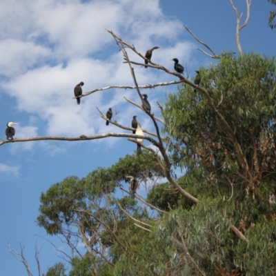 Phalacrocorax varius (Pied Cormorant) at Lake Ginninderra - 9 Mar 2024 by VanceLawrence
