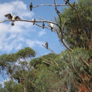 Phalacrocorax varius at Lake Ginninderra - 9 Mar 2024