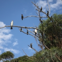 Phalacrocorax varius at Lake Ginninderra - 9 Mar 2024