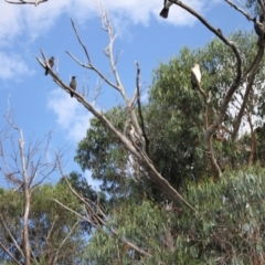 Phalacrocorax varius at Lake Ginninderra - 9 Mar 2024 08:18 AM