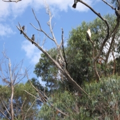 Phalacrocorax varius at Lake Ginninderra - 9 Mar 2024