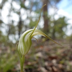 Pterostylis longipetala (Small Autumn-greenhood) at Sassafras, NSW - 8 Feb 2024 by RobG1