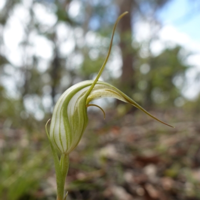 Unidentified Orchid at Sassafras, NSW - 8 Feb 2024 by RobG1