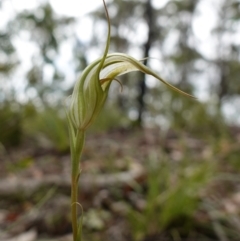 Pterostylis longipetala at Sassafras, NSW - suppressed