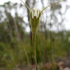 Pterostylis longipetala at Sassafras, NSW - suppressed