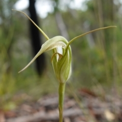 Pterostylis longipetala at Sassafras, NSW - suppressed