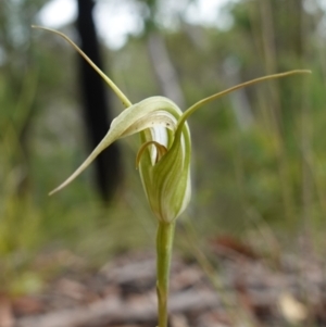 Pterostylis longipetala at Sassafras, NSW - suppressed