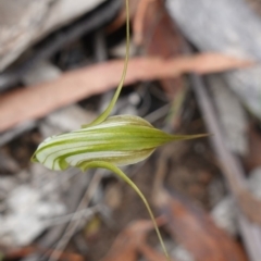 Pterostylis longipetala at Sassafras, NSW - suppressed