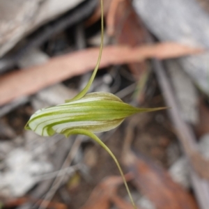 Pterostylis longipetala at Sassafras, NSW - suppressed