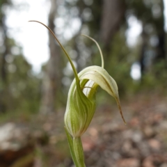 Unidentified Orchid at Sassafras, NSW - 8 Feb 2024 by RobG1