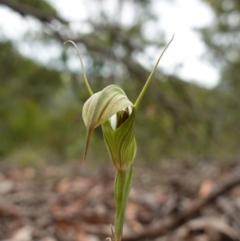 Pterostylis longipetala at Sassafras, NSW - suppressed