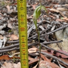 Pterostylis longipetala at Sassafras, NSW - suppressed